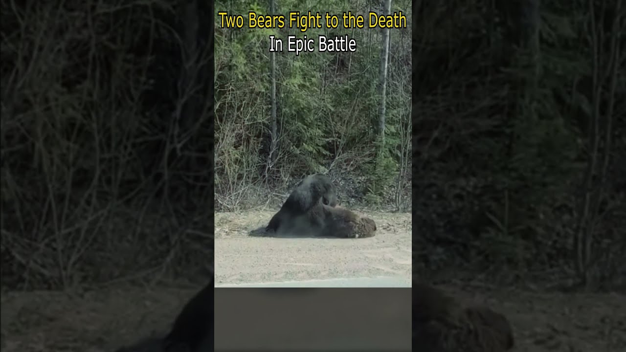 Two Bears Fight To The Death In Epic Battle