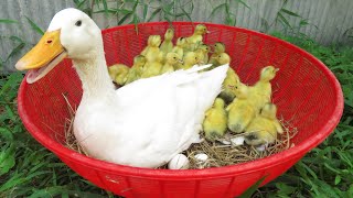 Amazing! 20 Ducklings Hatching From Eggs _ I Took My Ducklings Out Of The Nest
