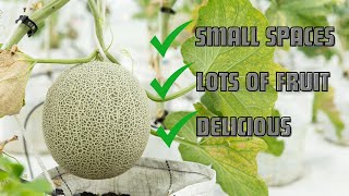 The Best Cantaloupe To Grow In Containers and Small Gardens