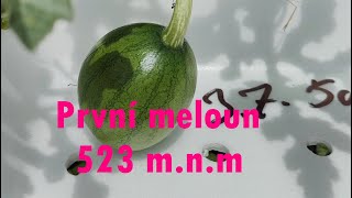 Melouny, hydroponie, pěstování 523 m.n.m #watermelon #hydroponics