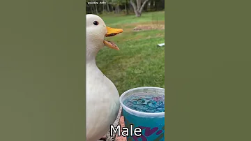 Duck Sound Of Male And Female 