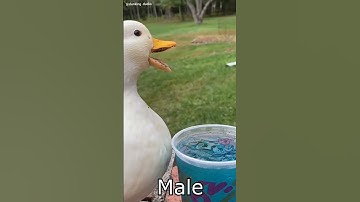Thumbnail of Duck sound of male and female