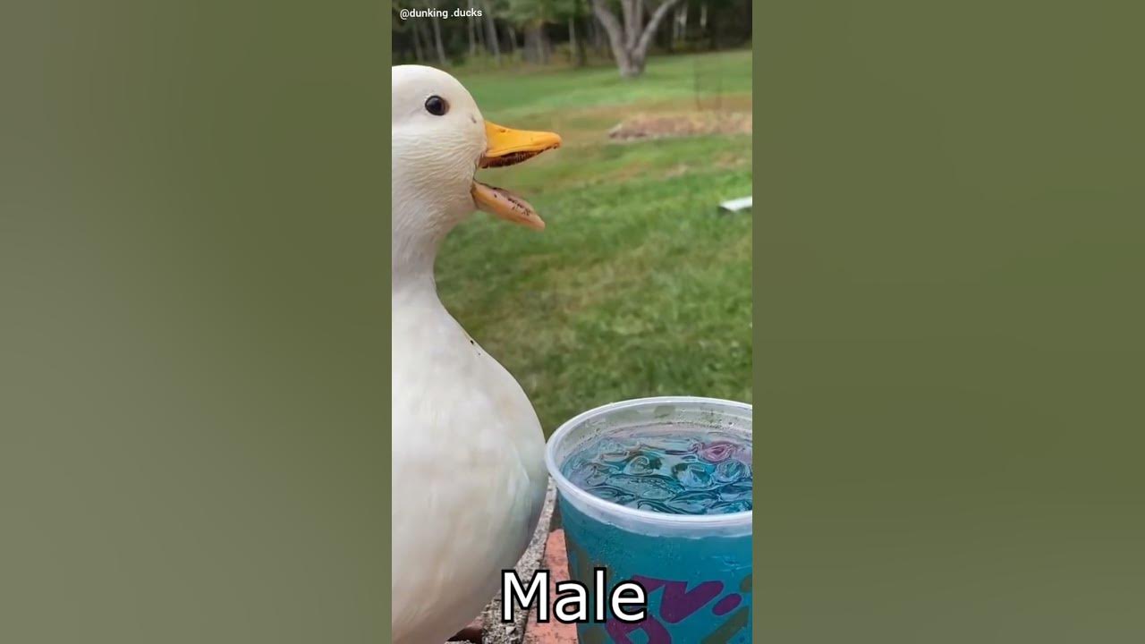 Duck sound of male and female
