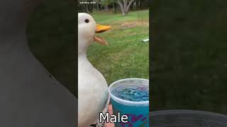 Duck sound of male and female screenshot 5