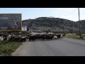 Goat herder in Beirut