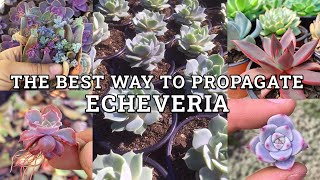 How To Best Propagate Echeveria Succulents