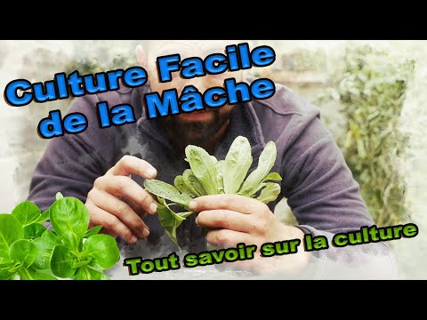 Vidéo: Faire pousser des feuilles de salade de maïs - Comment utiliser les feuilles de mâche dans le jardin