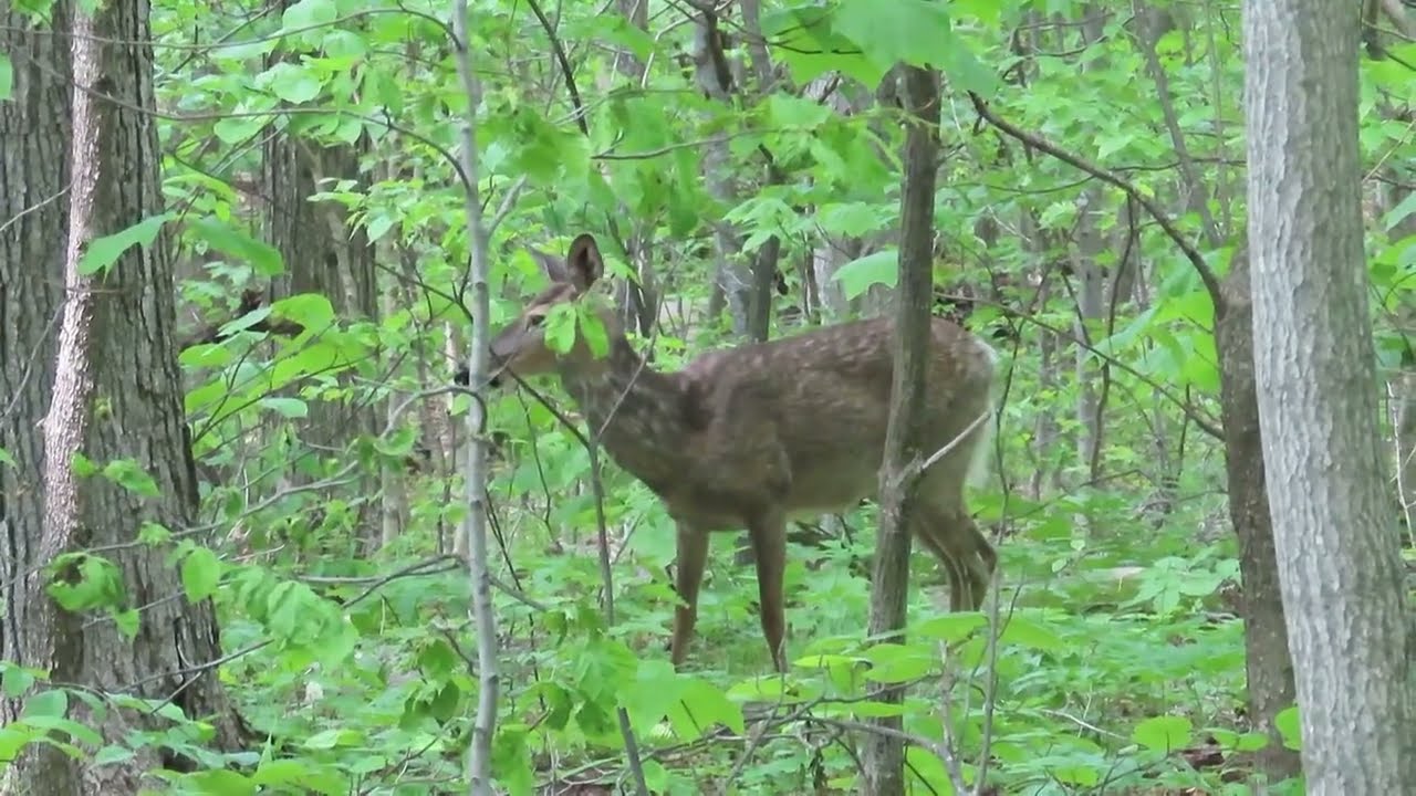 White-tailed Deer Along a Trail in Indian Head Wilderness NY 2Jun2025