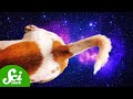 Cosmic Tails Quiz