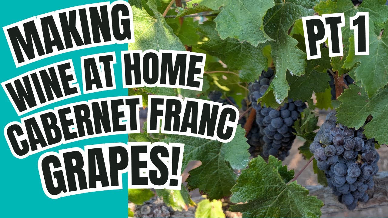 How to make red wine from grapes -  Cab Franc Grapes  -  The Hombre Cave