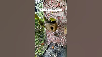 #سورة_الشرح #المصحف #قرآن #العراق #مص#السعودية #اكسبلور #طيور #البادجي #quran #budgies #birds #usa
