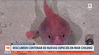 Descubren centenar de nuevas especies en el mar chileno