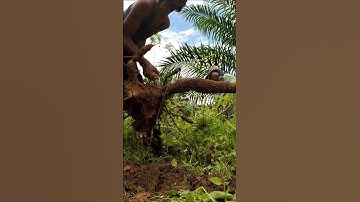Harvesting cassava part 150 #shorts #farming #cassava #nature  #cassavaroots #cassavafarming