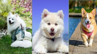 Baby Dogs - Cute and Funny Dog Videos Compilation #3 | Aww Animals