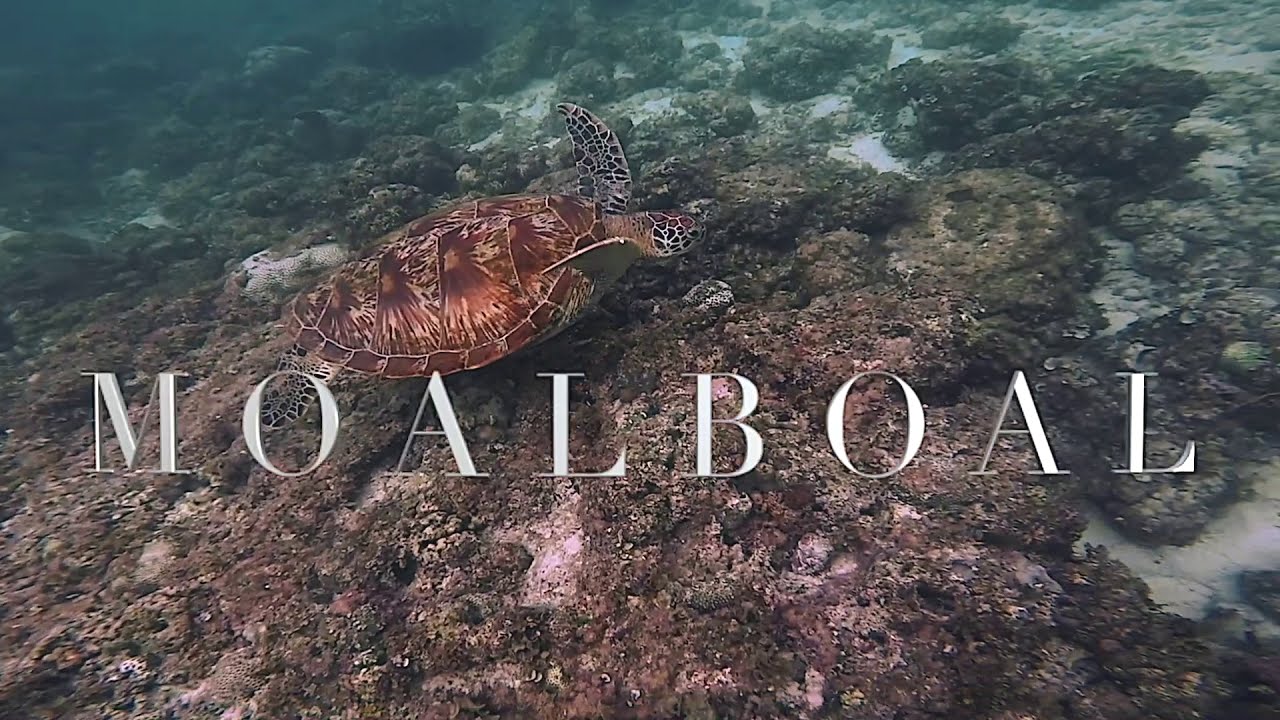 Freediving in Moalboal, Cebu YouTube