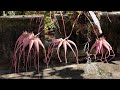 Bulbophyllum Elizabeth Ann ' Buckleberry'