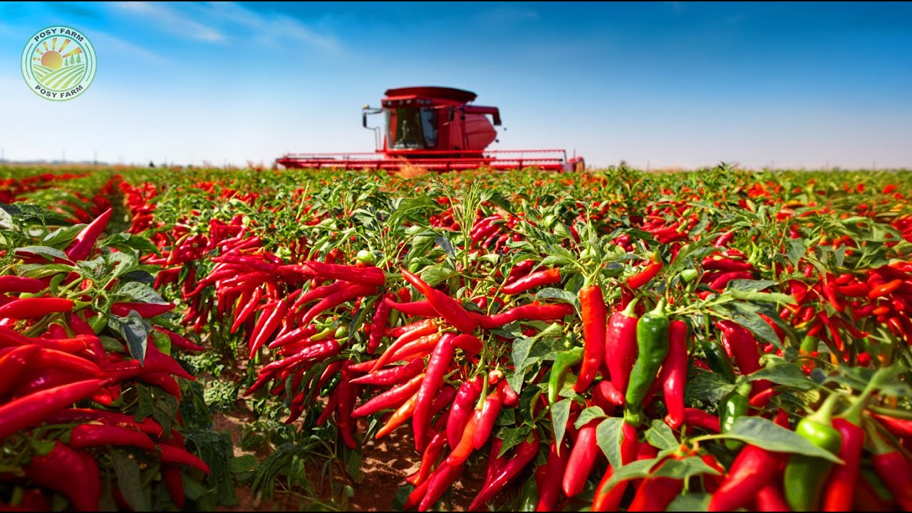 Как фермеры собирают тонны красного перца чили с помощью машин и перерабатывают порошок паприки н...