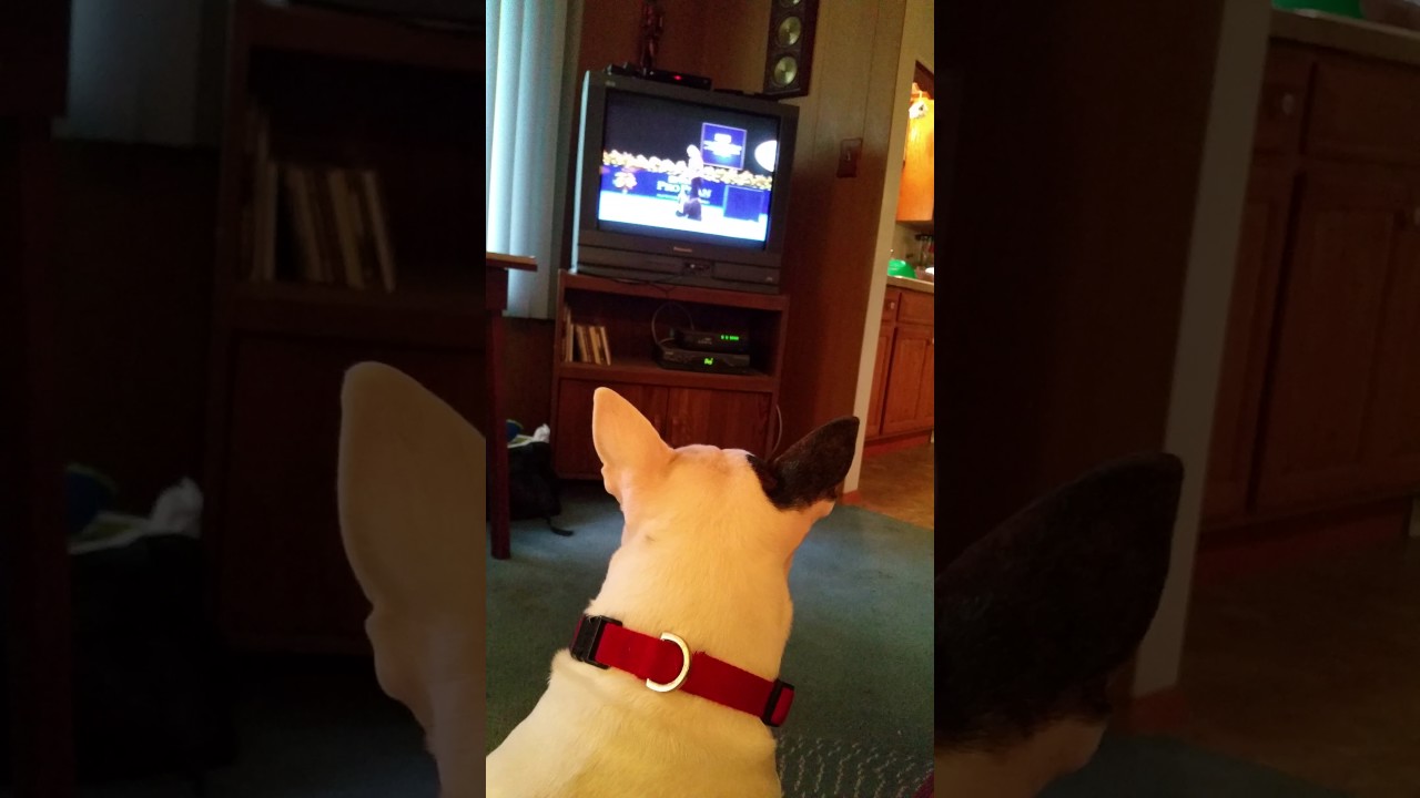 Olive watching the National Dog ShowNov2016 YouTube