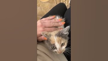 Kitten goes from hissy to purring in seconds #tnr #feralcats #kitten
