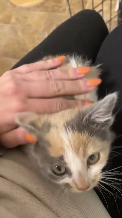 Download lagu Kitten goes from hissy to purring in seconds #tnr #feralcats #kitten