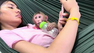 Baby monkey Bella
