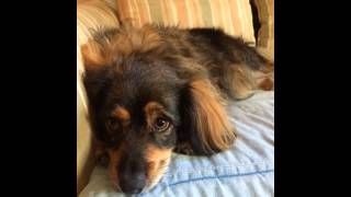 Dachshund Rescue Of Los Angeles