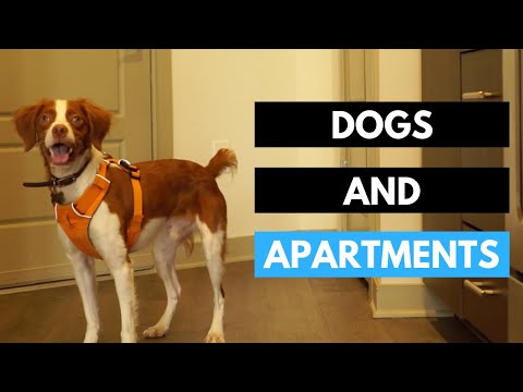 Video: How To Stop A Dog From Writing In An Apartment