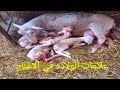 لحظة ولادة الضأن & سبحان الله.. the birth of sheep