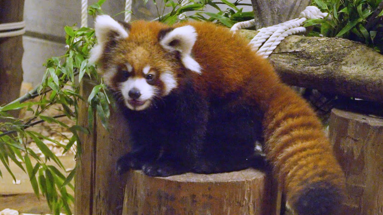 レッサーパンダ　赤ちゃん誕生