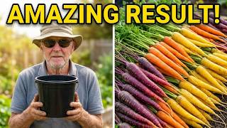 Grow Carrots  A Rainbow Mix turned out of a small bucket exceeds my expectations.