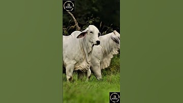 Sapi simental x brahman #sapi #cow #sapipedaging #sapimakan #sapigemuk #sapilucu