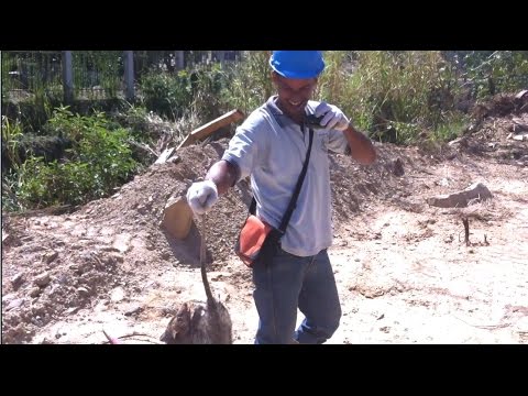 Чудо зверь пойман на стройплощадке! / Possum on a building site in Venezuela