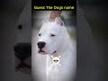 Cute  vs scarry Doge || #dogshorts