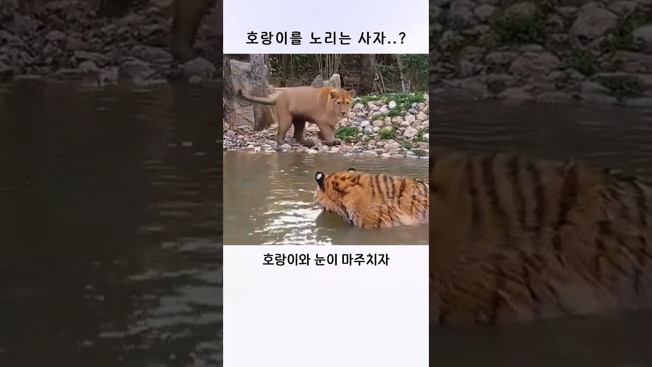 호랑이를 노리는 사자, 그 순간
