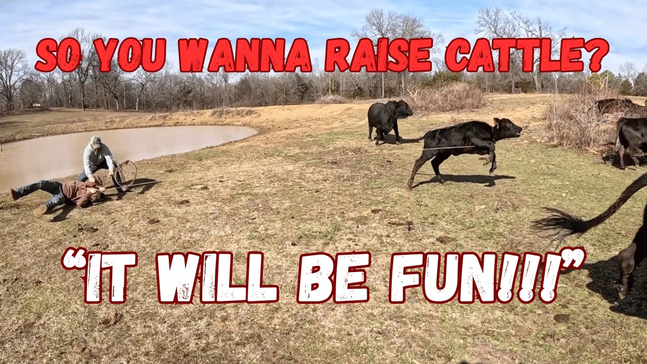 So You Want to Raise Cattle? Some Cost, Issues, and other Considerations!