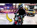 Superchrged monkey bike  vs everything on road   zs motovlogs 
