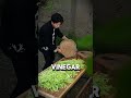 The Ultimate Kitchen Hack: Don't Toss That Wilted Lettuce!#shorts