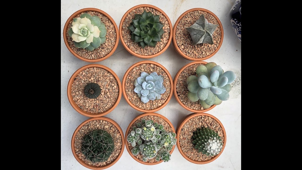 Update on the succulent greenhouse/ repotting some succulents/ cleaning the succulent garden 11/11