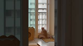 밤낮으로 식빵 굽는 인절미 인절미 #노릇노릇 #밖에호떡있나보다 #고양이일상 #고양이 #cutecat #catlover #shorts #짧다리꾸꾸