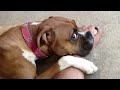 The funniest dogs ever  funniest animals 2024