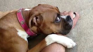 The Funniest Dog Videos Ever  Funniest Animals 2024