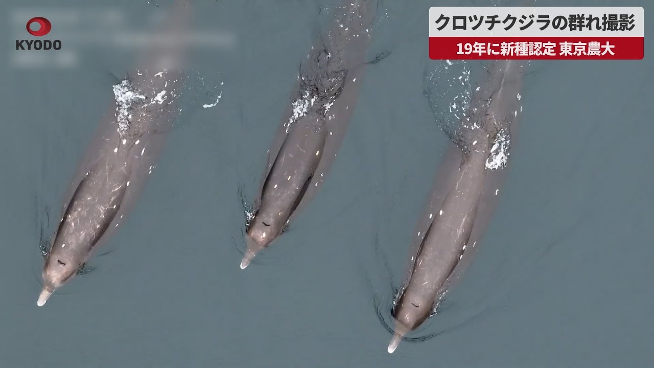 速報】クロツチクジラの群れ撮影 19年に新種認定、東京農大 - YouTube