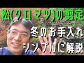 【松(クロマツ)の剪定①】冬のお手入れを初心者にもわかりやすく解説☝️