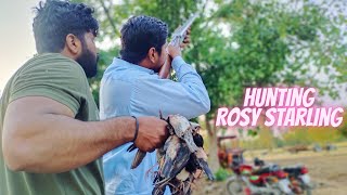 Rosy Starling Hunting| Tiliyar Ka Shikar|  Season 2024 in Pakistan| Outdoor Cooking #hunting #hunts