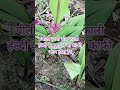#shorts #पीली हल्दी और काली हल्दी में क्या अन्तर #काली हल्दी के उपाय #Black Turmeric # काली हल्दी