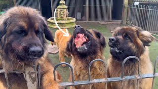 ENORMOUS Dogs Enjoy Some Chicken Carcasses!!  Leonberger Pack