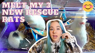 🐭MEET MY 3 NEW RESCUE RATS + Rescue Story🐁