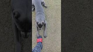 Playtime Cane Corso corso canecorso canecorsolovers dogbreed puppy mastiff canecorsomastiff