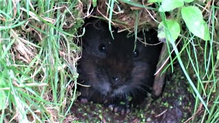 Water Vole Facts - The European Water Vole - #Shorts