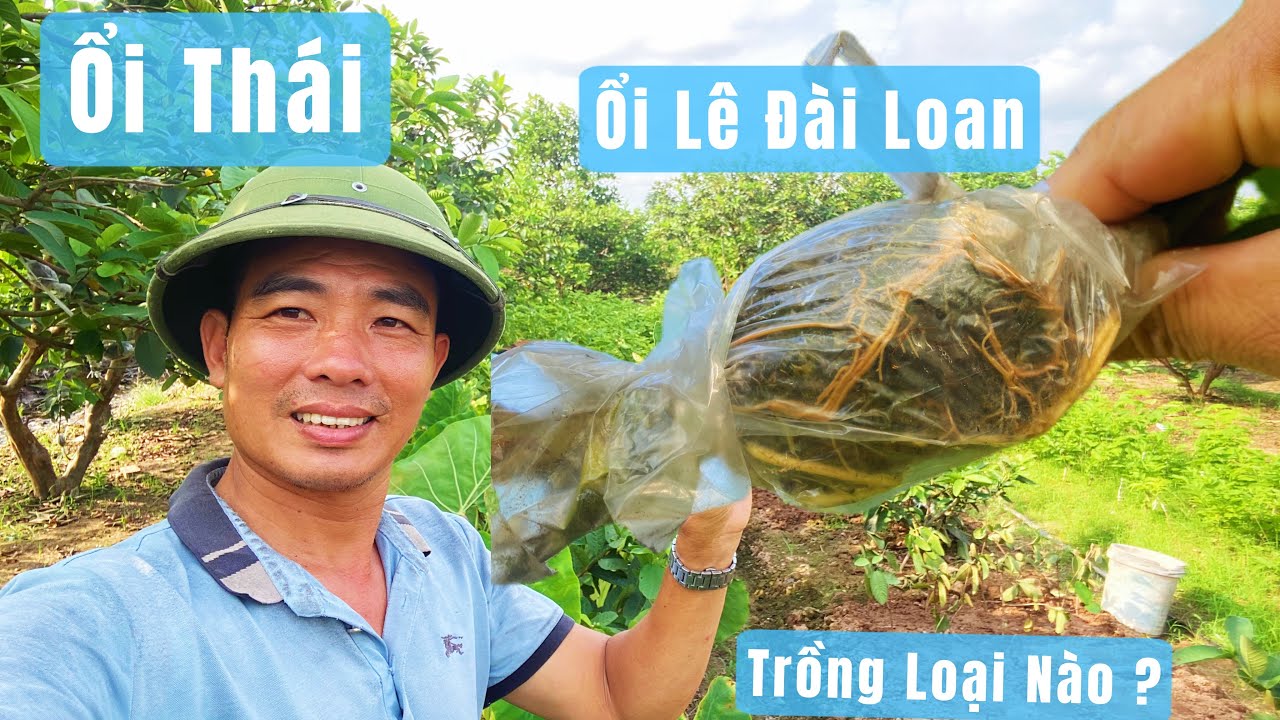 Ổi Thái , Ổi Lê Đài Loan Trồng Loại Nào ?? / 7749 Nông Trại Của Đông